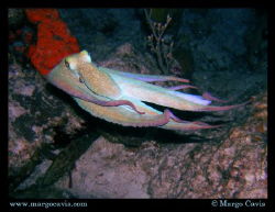 Octopus swimming at night in Cozumel.  by Margo Cavis 